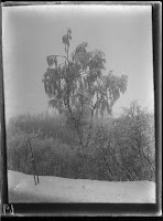 Baum in Winterlandschaft - um 1905-1910