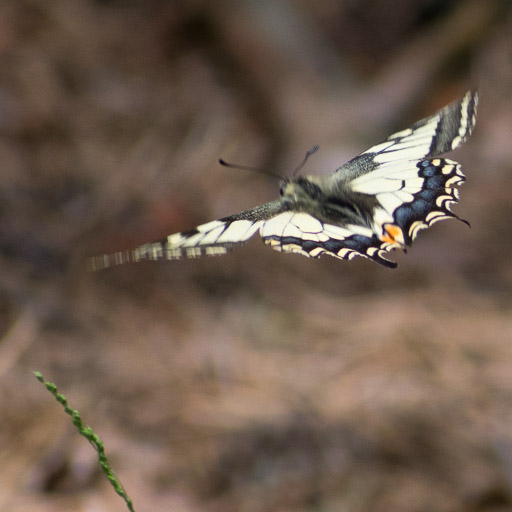 Papilio machaon