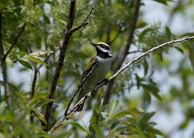 Golden-winged Warbler - Shumsky Road, Michigan, USA