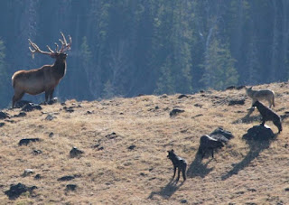 Yellowstone NP had no wolf packs since the 1920s, and several ecosystem problems developed, especially with the uppity elk population. Wolves were brought back which caused unexpected benefits.