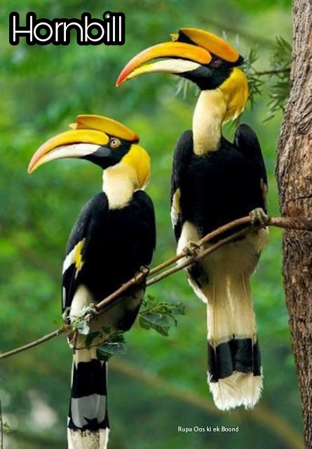 अरुणाचल प्रदेश का राजकीय/ राज्य पक्षी || State Bird of Arunachal Pradesh ||