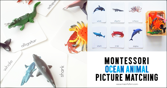 Montessori Ocean Animal Picture Matching Activity