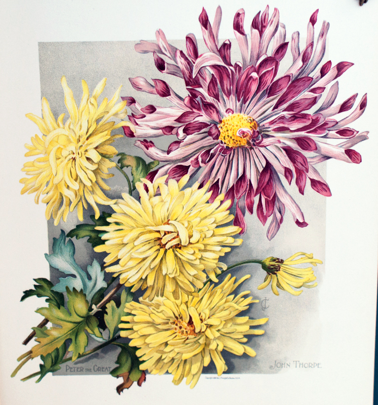 Chrysanthemum Coloring Pages