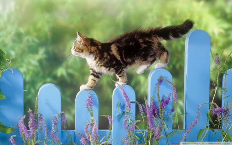 kitten_walking_on_a_fence-wallpaper-960x600.jpg