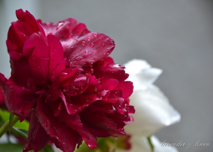 flamboyant 045