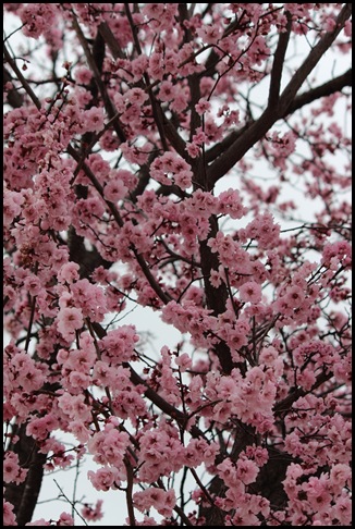 Cherry Blossom_3