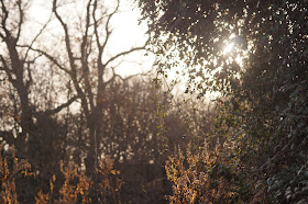 autumn photography in the Norfolk countryside