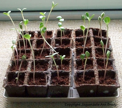 Burpee Seed Starting Kit with Sunflower Seedlings