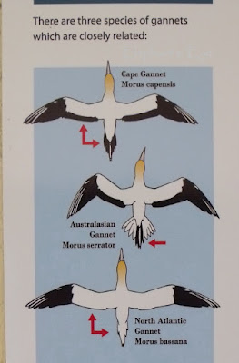 Three gannet species