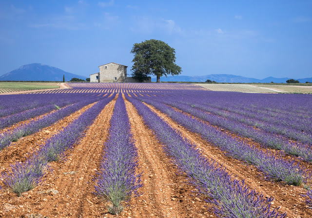  foto de campo de lavanda em Valensole 