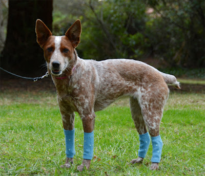 dog leg warmers