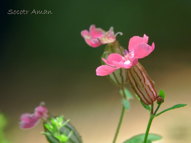 Silene pendula