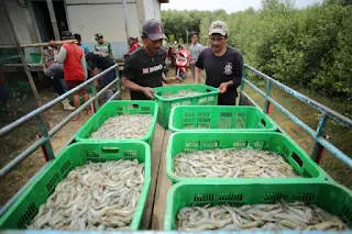 Kelompok Binaan Cirebon Power Berhasil Panen Udang Vaname 1 Ton 