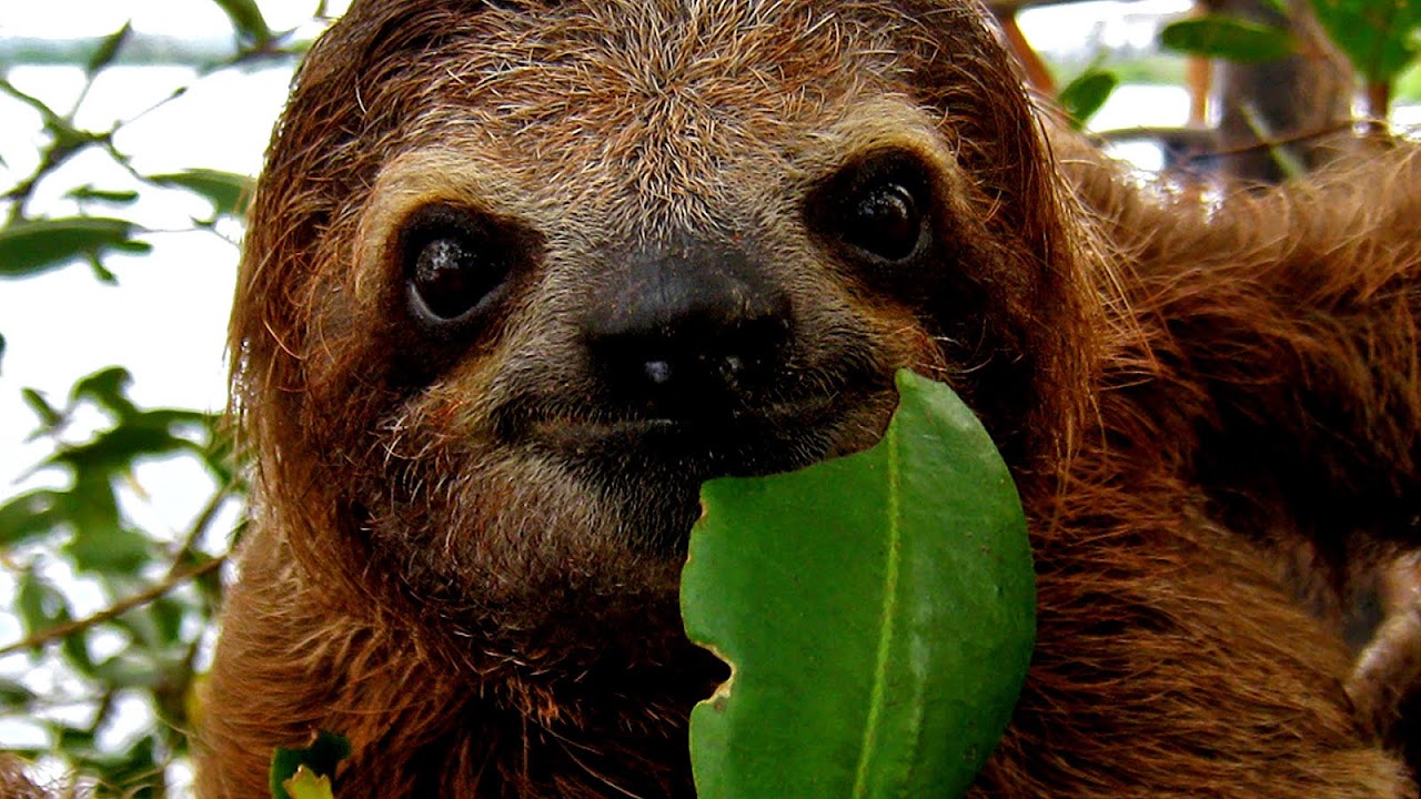 Why Is The Three Toed Sloth Endangered