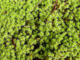 Racomitrium canescens - Frangine blanchâtre - Rhacomitre blanchâtre - Trichostome blanchâtre