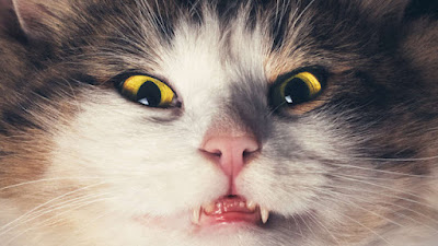 Test to check if Your Cat A Psychopath?