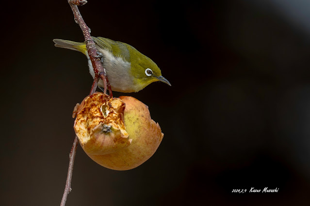 リンゴを食べに来たメジロです