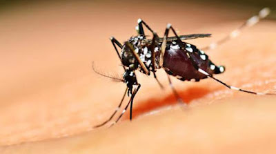 Gejala Dan Penyebab Malaria