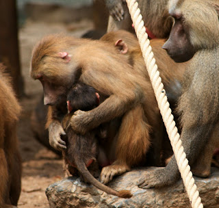 baboons