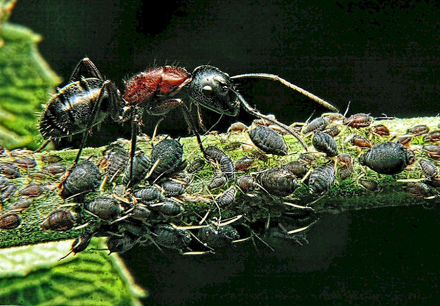Как муравьи и тля помогают друг другу