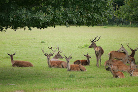 group of red deer