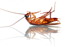 Want To Step Up Your Roaches Killer? You Need To - Pest Control