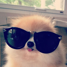 funny animal pictures, cute dog with glasses
