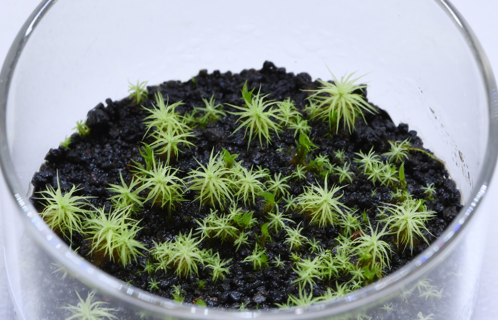 道草 Michikusa Blog 小さな苔の森 撒きゴケで育てるタマゴケ その後 苔のむすまで