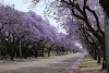 Jacaranda Tree, Pretoria in South Africa