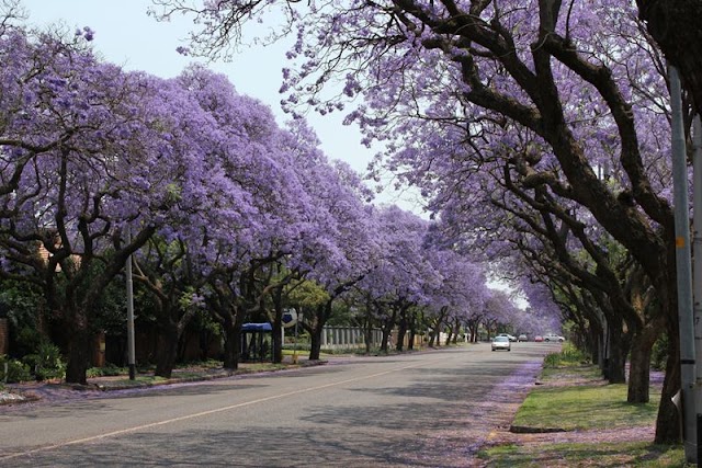 Jacaranda Tree, Pretoria in South Africa