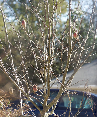 five house finches in crab apple tree