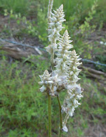 white unknown wildflower