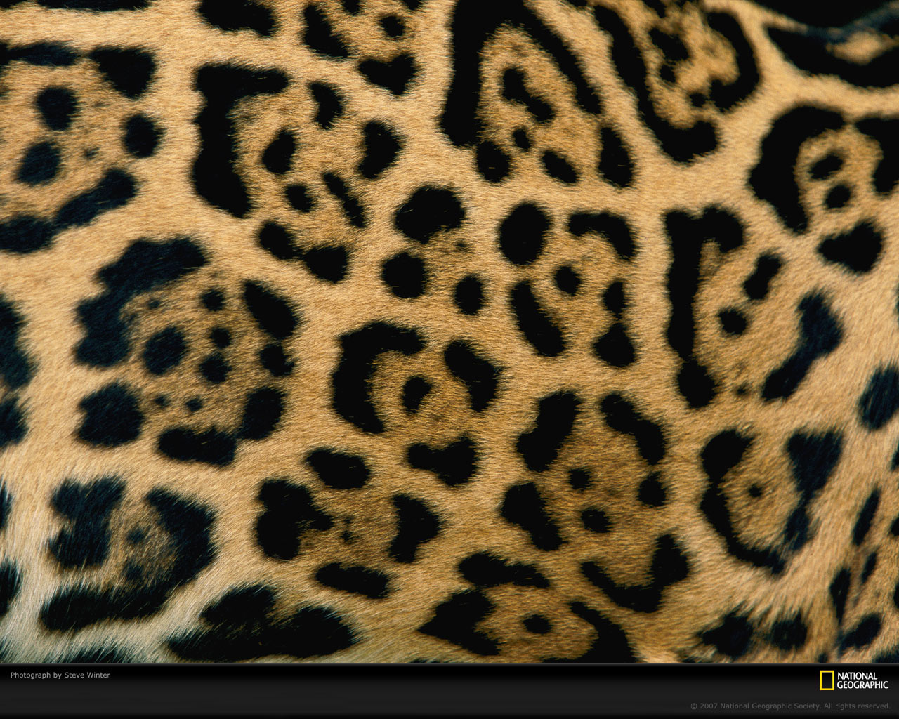 jaguar spots