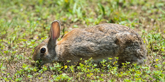 Cottontail Rabbit, Post Oak Park