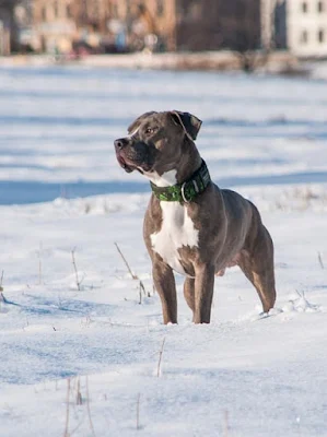 American Pitbull dogs, one of the strongest dogs in the world