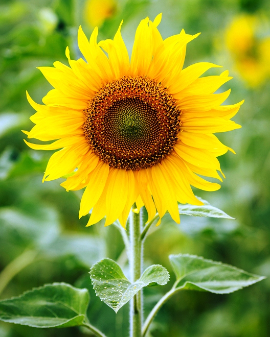 20 Gambar Bunga Matahari Atau Sunflower Paling Indah