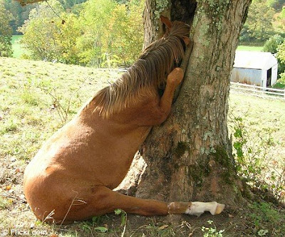 The horse, called Gracie, caught in the tree