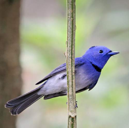 Hypothymis azurea