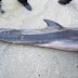 ENCUENTRAN MANGUERA DENTRO DEL ESTÓMAGO DE UN DELFIN MUERTO EN FLORIDA 