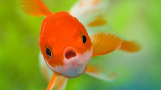 ¿Qué peces escoger para empezar mi acuario?