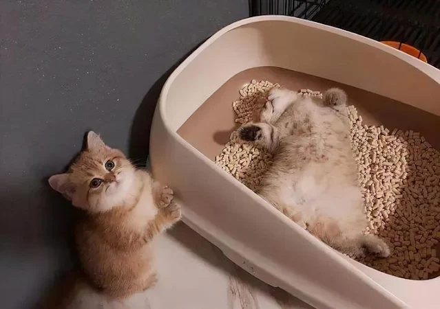 Environmental Causes to Inappropriate Urination in Cats