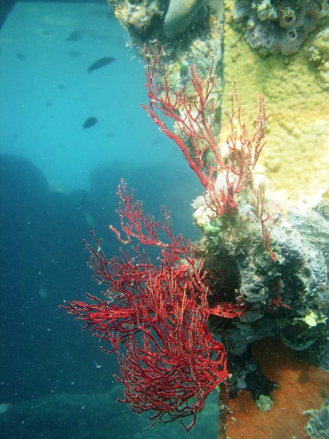 Foto Terumb karang Karimun jawa