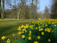 Nowton Park daffodils