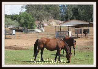 Horses Grazing: LadyD Books