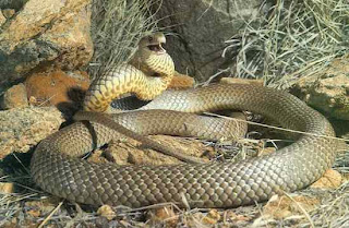 Eastern Brown Snake