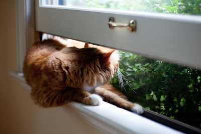 a cat sits in a window sill