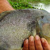 Peces carnívoros atacan a decenas de personas