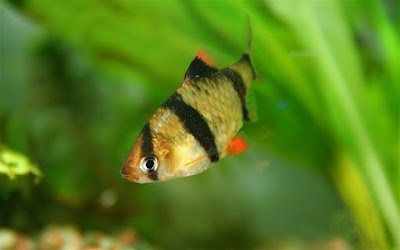 Tiger Barb