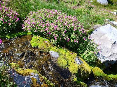 Right: Monkeyflower and Summerland Meadow Stream