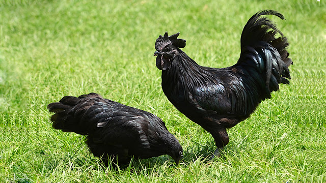 Ayam Cemani